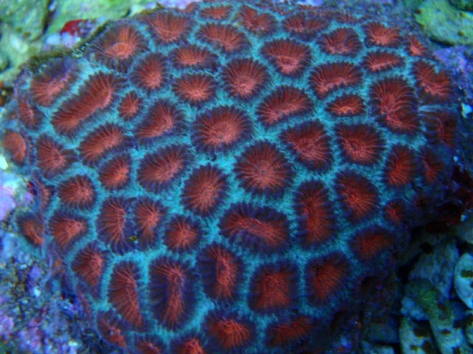 Favia brain corals